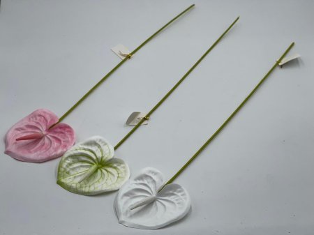 زهرة الفلامنجو